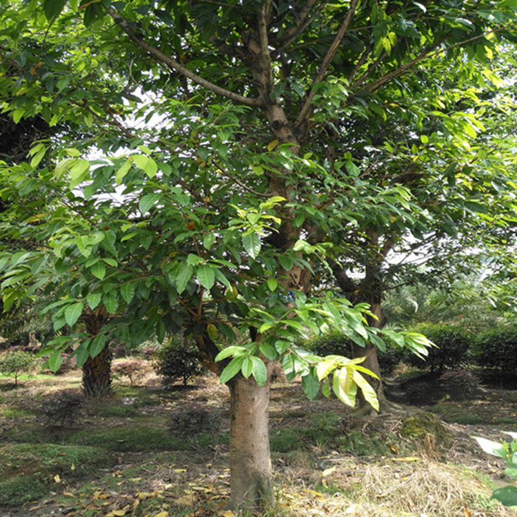 黄角树