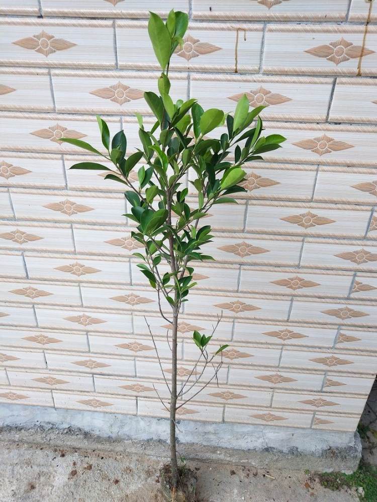 小叶榕