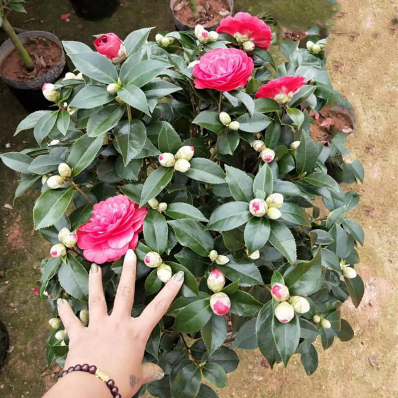 茶花