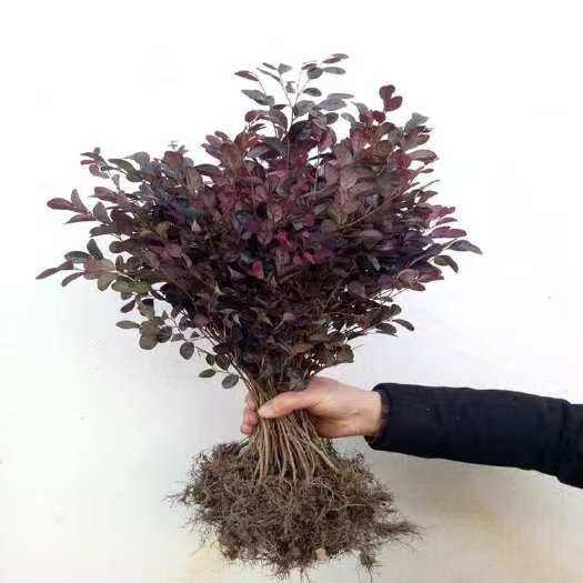 红花继木