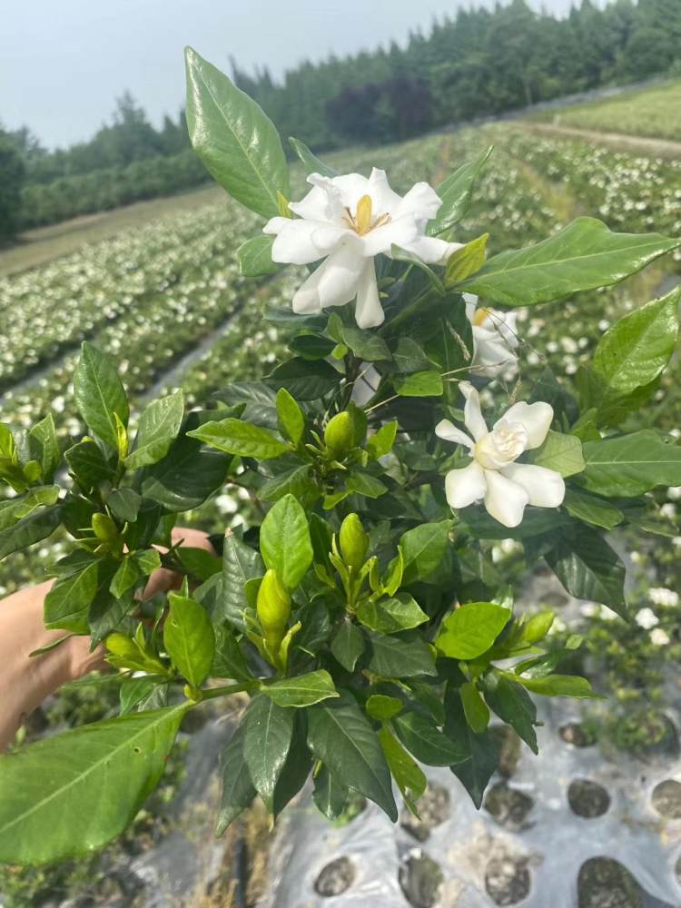 四季栀子花